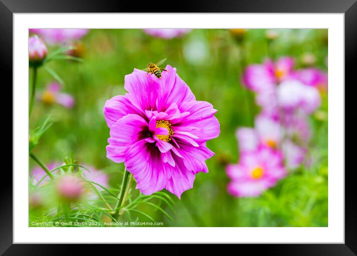 Honey Bee on Pink Cosmos Flower Framed Mounted Print by Geoff Smith