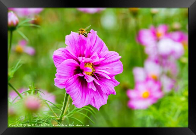 Honey Bee on Pink Cosmos Flower Framed Print by Geoff Smith
