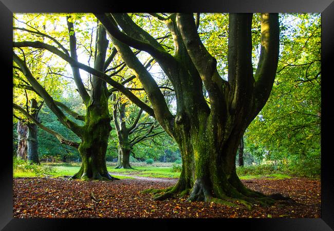 Old Giants still standing strong Framed Print by Juergen Hess