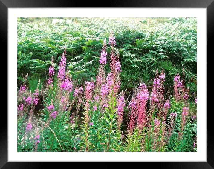 Fireweed Framed Mounted Print by Stephanie Moore