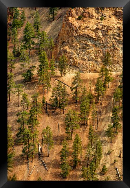 Fallen Trees, Thompson Canyon, Canada Framed Print by Mark Llewellyn