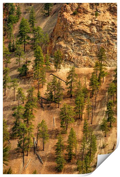 Fallen Trees, Thompson Canyon, Canada Print by Mark Llewellyn