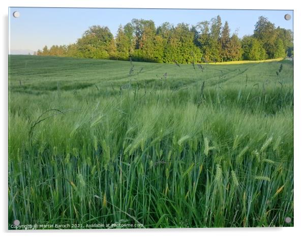 Corn Field on a Summer Evening Acrylic by Martin Baroch