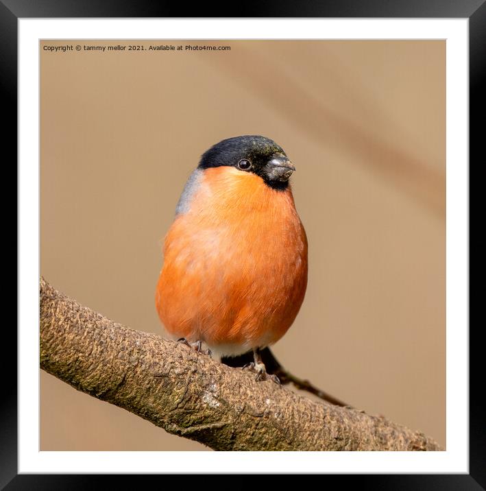 Vibrant Bullfinch on Branch Framed Mounted Print by tammy mellor