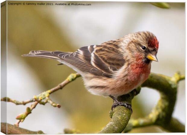 Delicate Redpoll Alights Canvas Print by tammy mellor