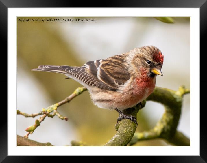 Delicate Redpoll Alights Framed Mounted Print by tammy mellor