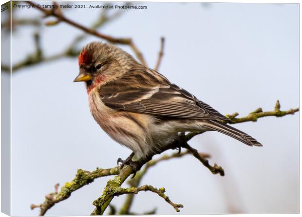 Delicate Redpoll Poses Majestically Canvas Print by tammy mellor