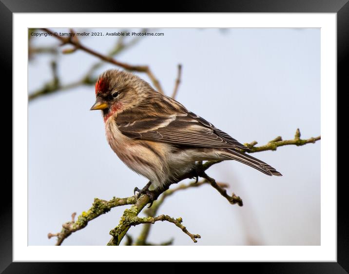 Delicate Redpoll Poses Majestically Framed Mounted Print by tammy mellor