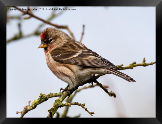 Delicate Redpoll Poses Majestically Framed Print by tammy mellor