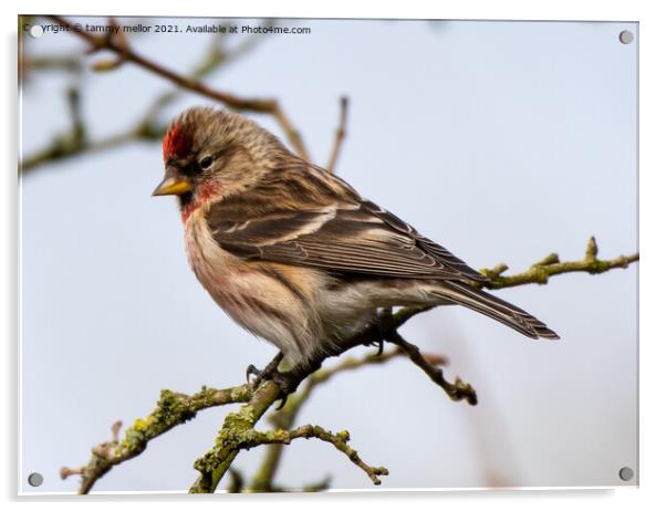 Delicate Redpoll Poses Majestically Acrylic by tammy mellor