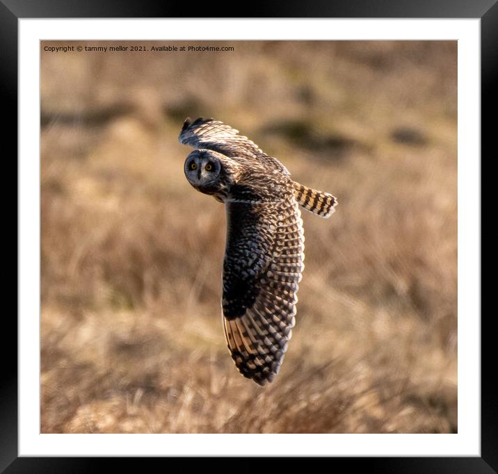 Majestic Hunter of the Moorlands Framed Mounted Print by tammy mellor