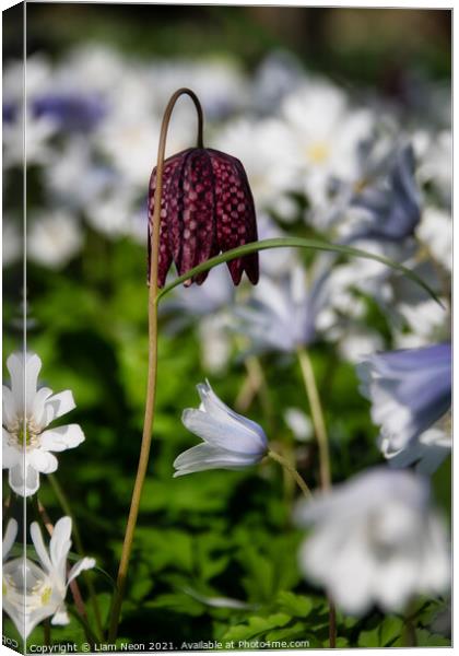 Snake’s head fritillary at Thornton Manor Canvas Print by Liam Neon