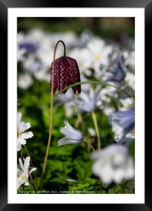 Snake’s head fritillary at Thornton Manor Framed Mounted Print by Liam Neon