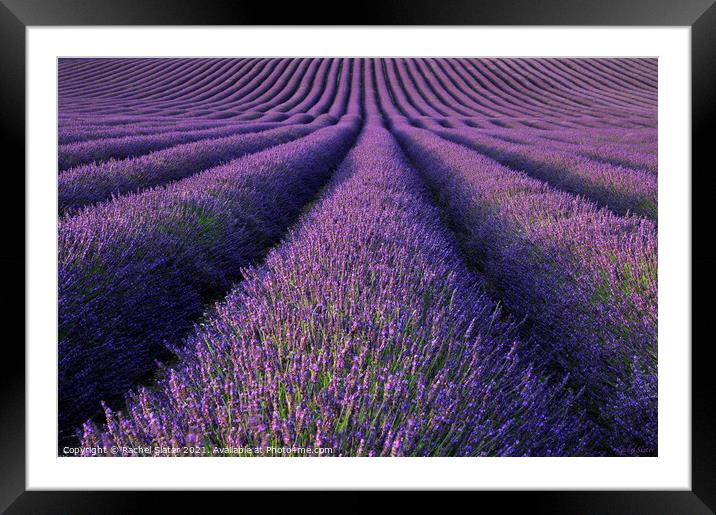 Lavender Fields Framed Mounted Print by Rachel Harris