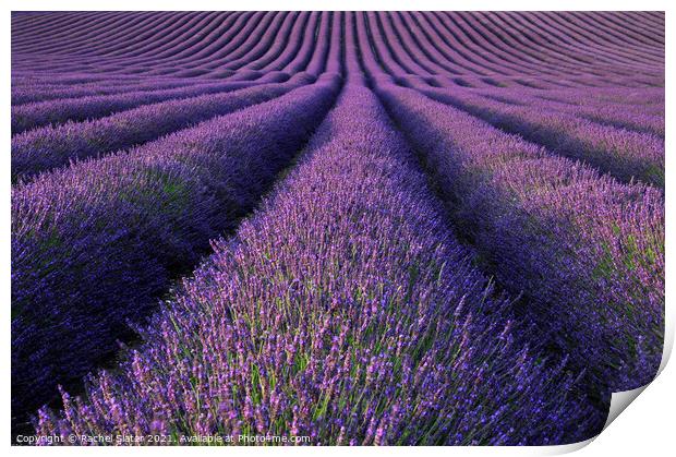 Lavender Fields Print by Rachel Harris