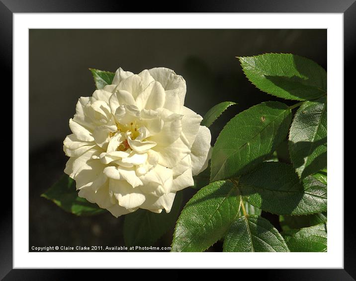 White Flower Framed Mounted Print by Claire Clarke