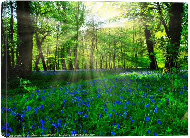 Bluebell's in a Forest Glade Canvas Print by Stephen Hamer