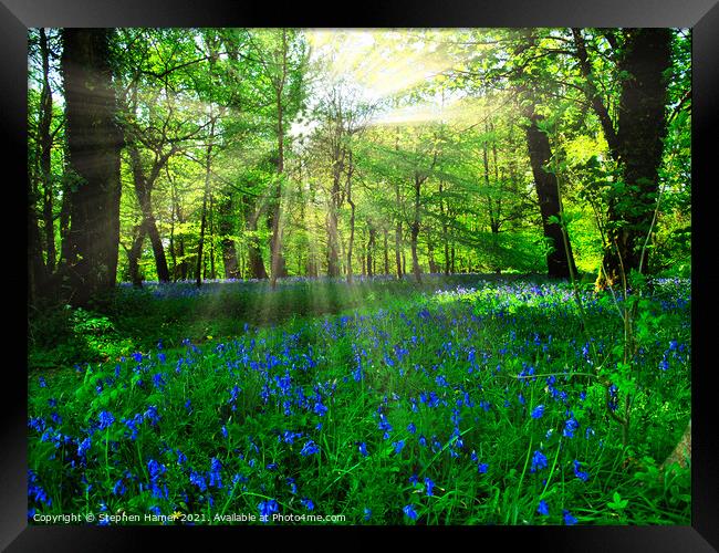 Bluebell's in a Forest Glade Framed Print by Stephen Hamer
