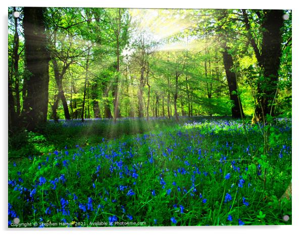 Bluebell's in a Forest Glade Acrylic by Stephen Hamer