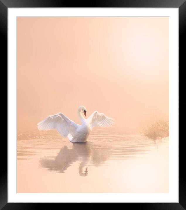 Soft Pink Swan Portrait Framed Mounted Print by David Neighbour