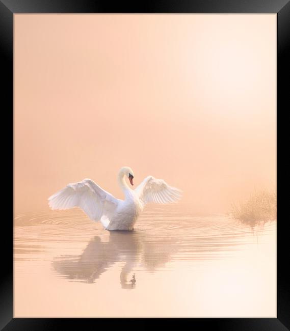 Soft Pink Swan Portrait Framed Print by David Neighbour