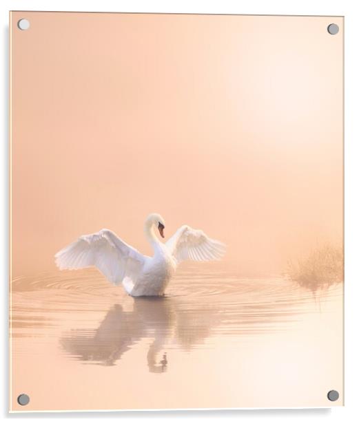 Soft Pink Swan Portrait Acrylic by David Neighbour
