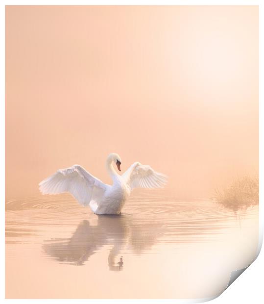 Soft Pink Swan Portrait Print by David Neighbour