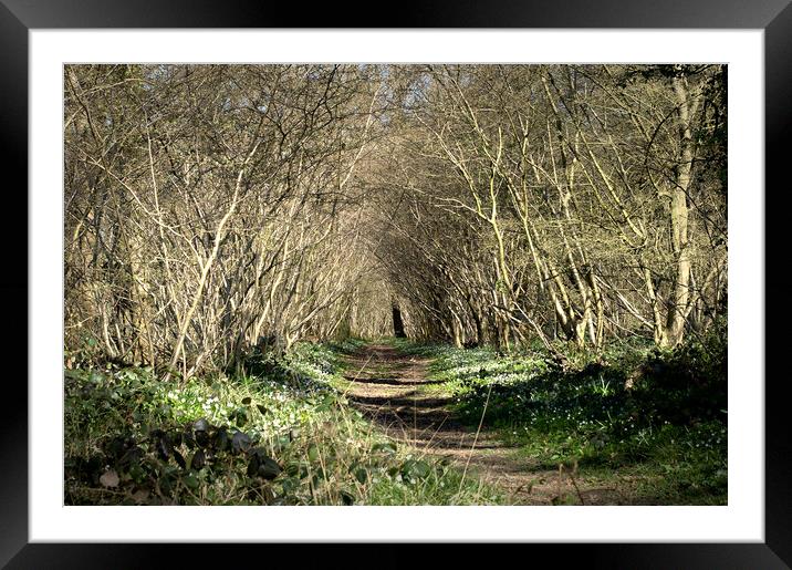 A walk through some Wiltshire woods Framed Mounted Print by Ollie Hully