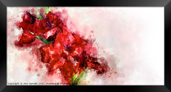 A Mess of Red Gladioli Framed Print by Ann Garrett
