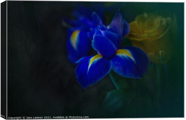 Blue Iris Canvas Print by Jaxx Lawson
