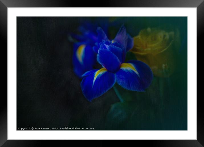 Blue Iris Framed Mounted Print by Jaxx Lawson