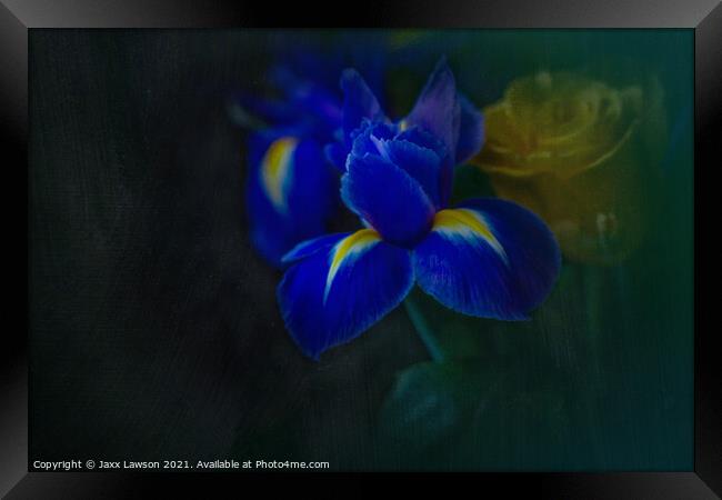 Blue Iris Framed Print by Jaxx Lawson