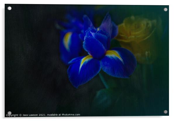 Blue Iris Acrylic by Jaxx Lawson
