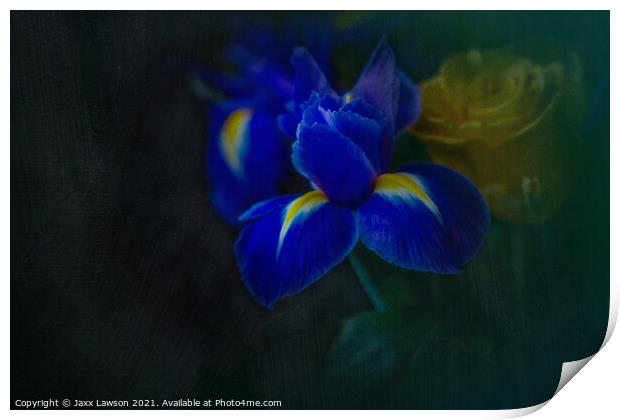 Blue Iris Print by Jaxx Lawson
