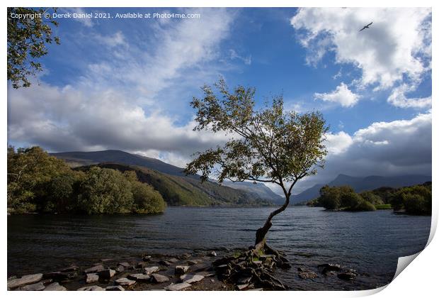 The Lone Tree at Llyn Padarn, LLanberis Print by Derek Daniel