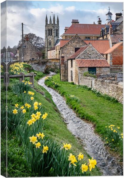 Spring daffodils by the beck in Helmsley, North Yorkshire Canvas Print by Martin Williams