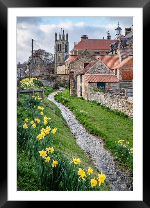 Spring daffodils by the beck in Helmsley, North Yorkshire Framed Mounted Print by Martin Williams