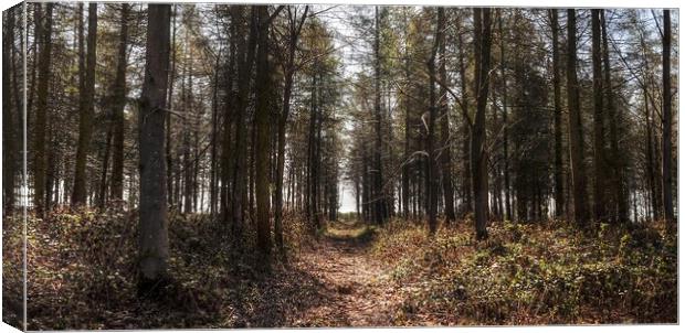 Into the woodland  Canvas Print by Jon Fixter