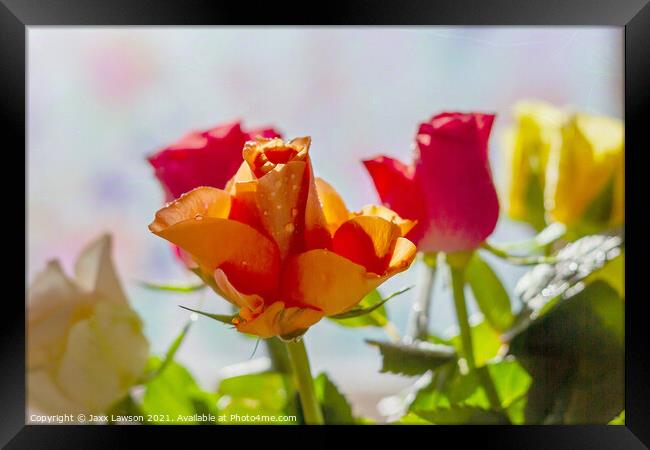 Roses for a rose Framed Print by Jaxx Lawson