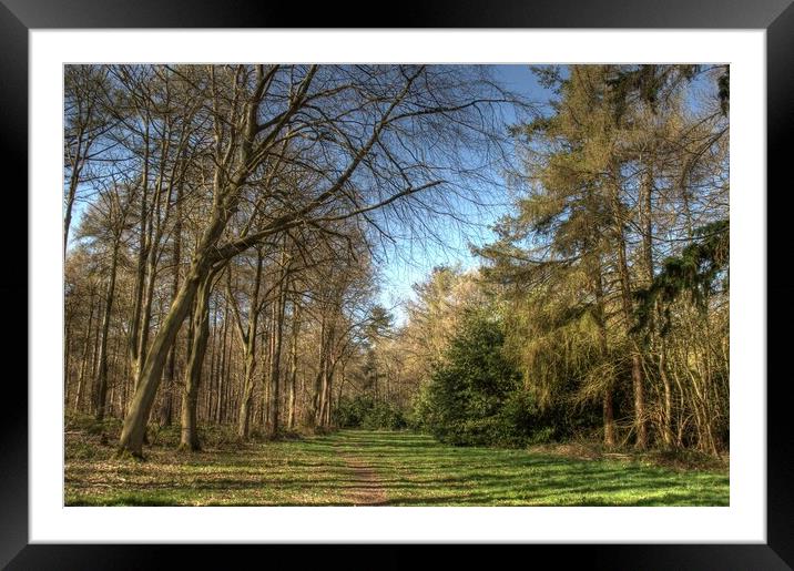 Woodland evergreen  Framed Mounted Print by Jon Fixter