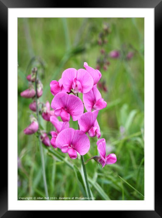 Pink Sweet pea Growing Wild Framed Mounted Print by Allan Bell