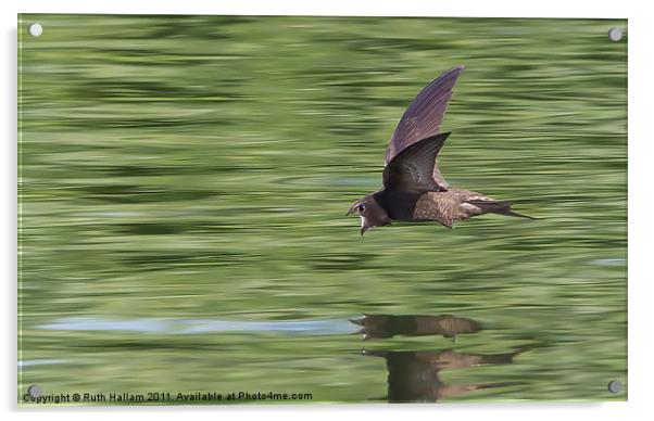 Swift Acrylic by Ruth Hallam