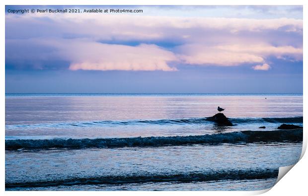 Gull on a Rock in Sea at Dusk Print by Pearl Bucknall