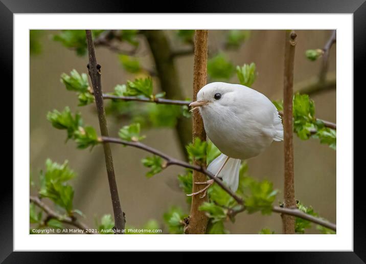 A rare whit robin perched on a tree branch Framed Mounted Print by Ali Marley