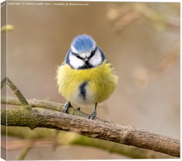 The Majestic Bluetit Canvas Print by tammy mellor