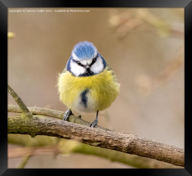 The Majestic Bluetit Framed Print by tammy mellor