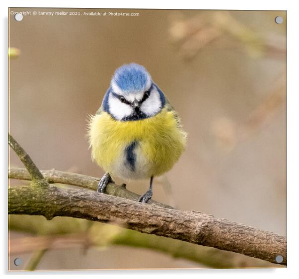 The Majestic Bluetit Acrylic by tammy mellor
