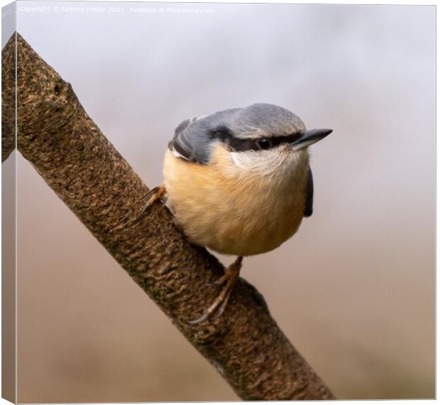 Majestic Nuthatch on a Staffordshire Moorlands Bra Canvas Print by tammy mellor