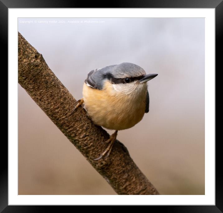 Majestic Nuthatch on a Staffordshire Moorlands Bra Framed Mounted Print by tammy mellor