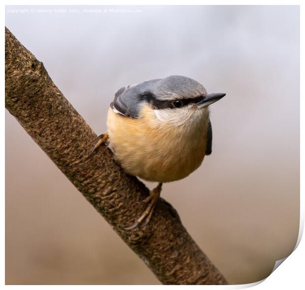 Majestic Nuthatch on a Staffordshire Moorlands Bra Print by tammy mellor